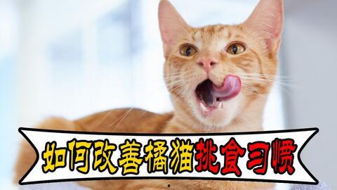 不挑食的猫吃瓜,不挑食猫咪的夏日瓜果盛宴