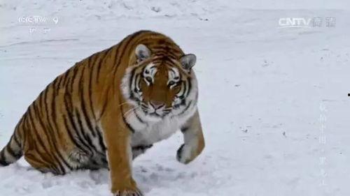 网红三虎图片大全