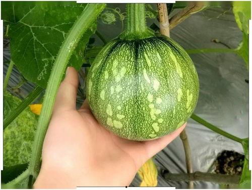 小秦吃瓜,揭秘娱乐圈那些不为人知的幕后故事