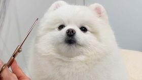 抖音叫弯的网红